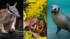 Australia is the planet's extinction hotspot, but one animal offers a glimmer of hope