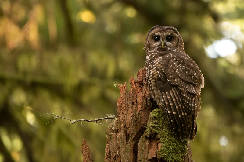 Trump says he is rolling back protections for endangered species