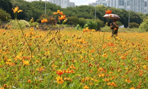 S. Korea wakes up to cooler mornings after weeks of extreme heat