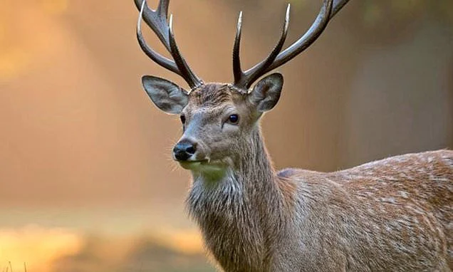 Deer antlers hold secret to healing broken limbs, say scientists