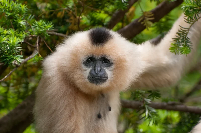 Monkeys keep pets and maintain friendships with other animals