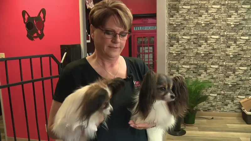 Possible WestJet strike leaves dog competitor out thousands in rebooking fees