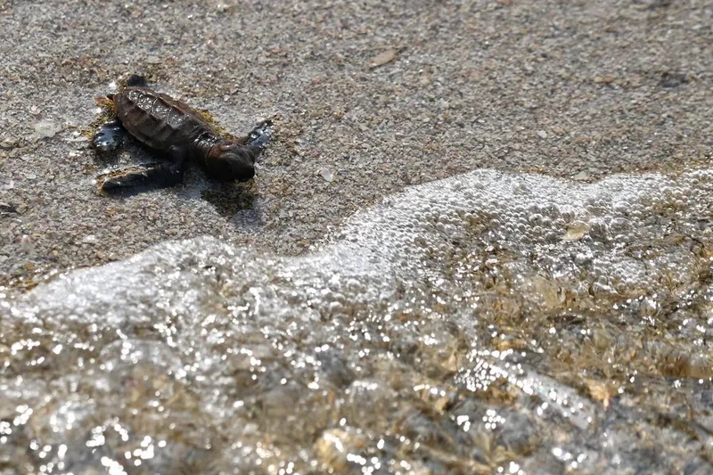 Keep on swimming: 42 critically-endangered hawksbill turtles released off Sisters’ Islands