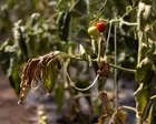 UK relies on heat-stressed countries for fruit and veg it could grow itself – report