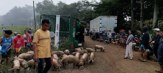 Firm appeals return of 92 hogs lost after Bukidnon truck crash
