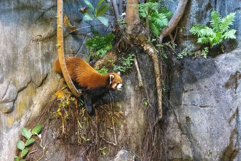 River Wonders debuts new red panda and exhibit this National Day weekend