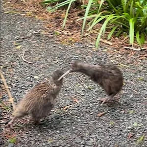 Two kiwi filmed kicking each other in rare Ulva Island encounter