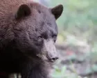 New Mexico man killed in rare fatal bear attack, only second in state in a century