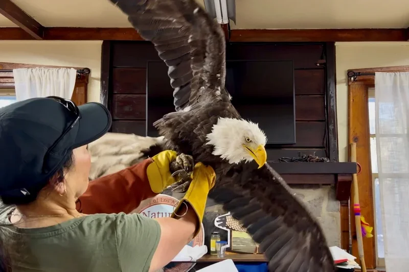 Jackie the Eagle’s death sees outpouring of rage at animal care center
