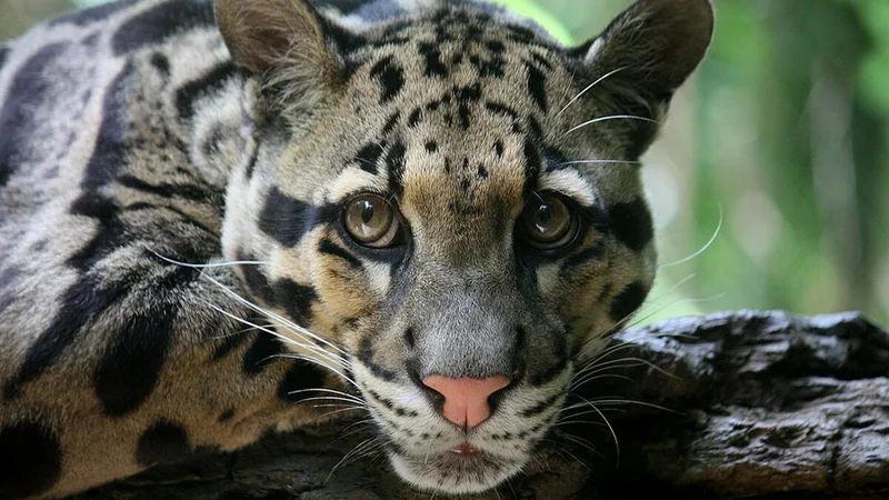 Meghalaya launches mission to protect clouded leopards