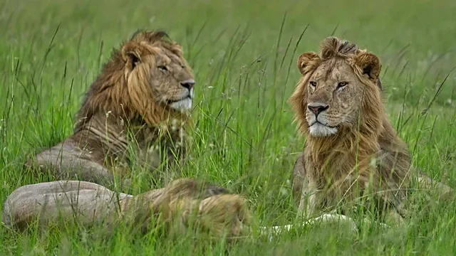 World Lion Day: Lions and communities face a growing struggle to coexist