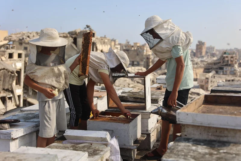 Gaza beekeeper starts again on rooftop amid ruins of war
