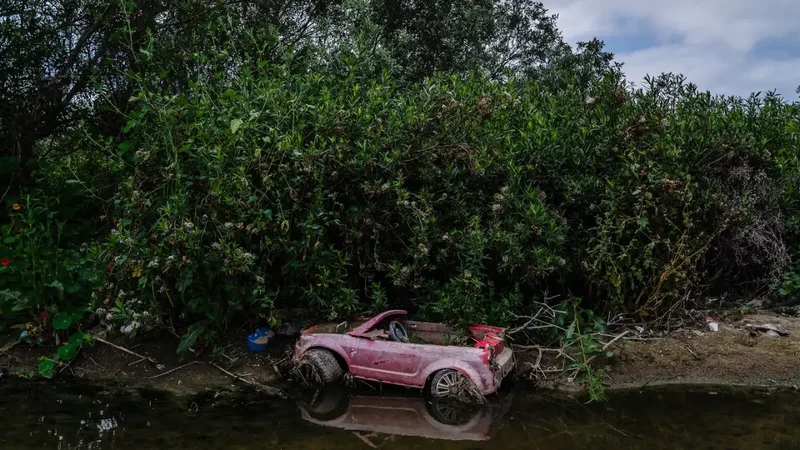 California's 1986 sewage marshes now a 307-acre sanctuary for 300+ bird species