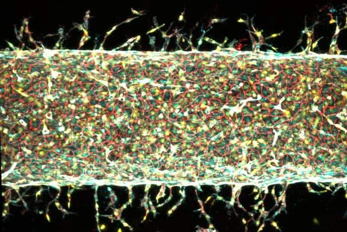 Artificial blood vessels grow with the help of mechanical forces