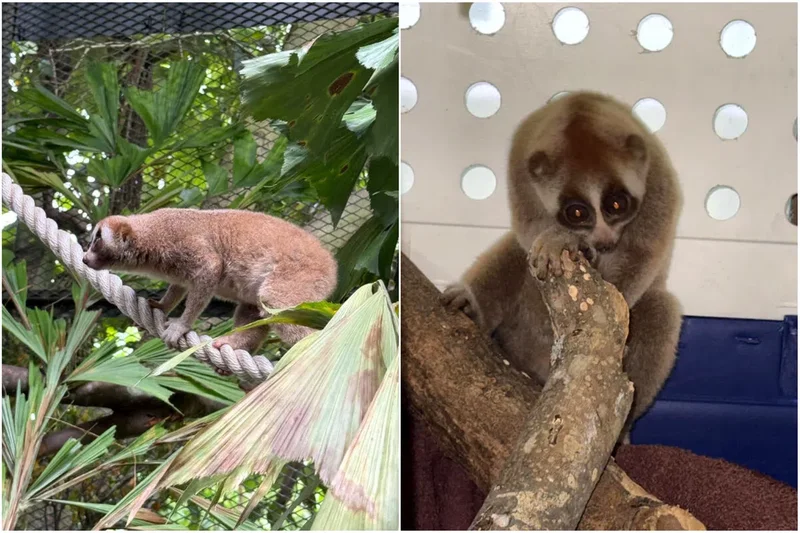 Sunda slow loris found in industrial estate near Tuas released after 2 months