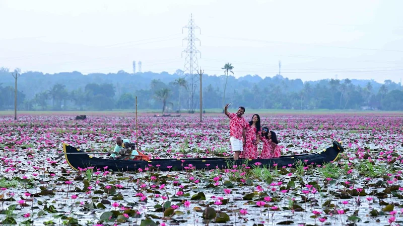 Flood revives Malarikkal’s pink bloom
