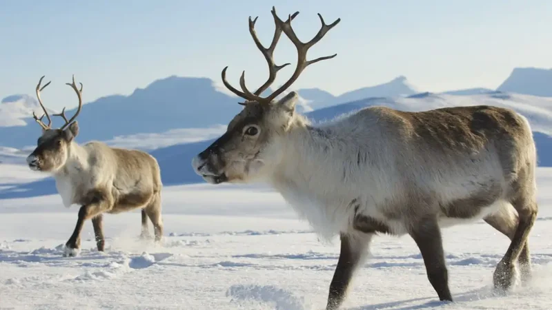 Reindeer released for food on South Georgia later damaged native vegetation