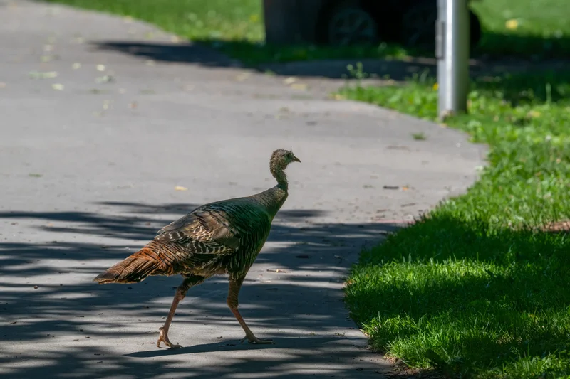 Wild turkeys, once hunted out of existence in Ontario, are retaking Toronto