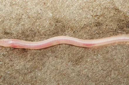 A random TikTok video helped scientists discover a rare underground fish in India