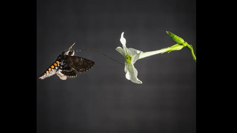 These furry moths smell with their wings