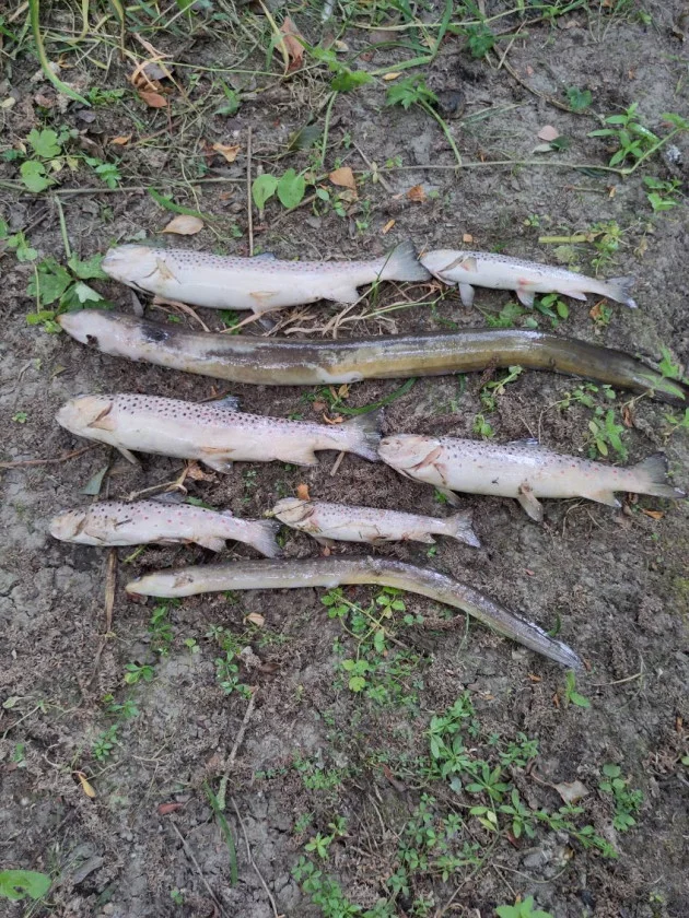 IFI following 'definite line of enquiry' after over 500 fish found dead along Tolka River
