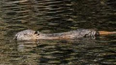 Beaver dams 'helping boost drought resilience'
