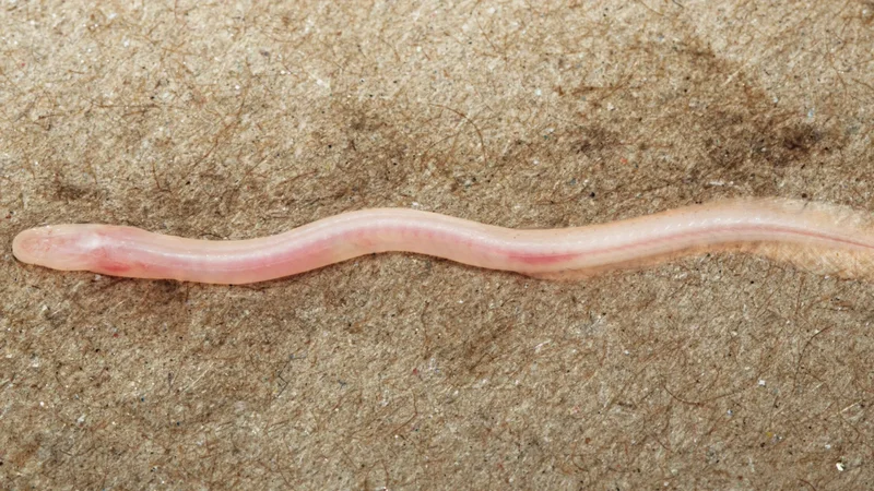 TikTok helps scientists discover new underground, translucent eel in India