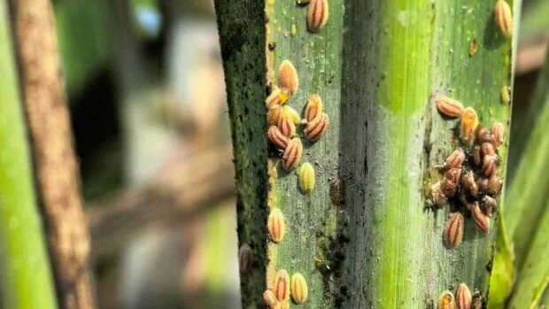 Sugar stakeholders agree to form panel vs RSSI infestation