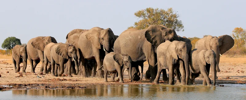 VEILED AGENDAS: MEC snubs Parliament as North West elephant cull plan forges ahead