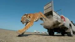 Moment first rare tiger in 70 years released in Kazakhstan