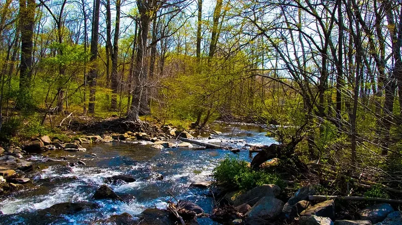 Dangerous rabid beavers attack 2 teens, with 1 airlifted and popular park partially closed