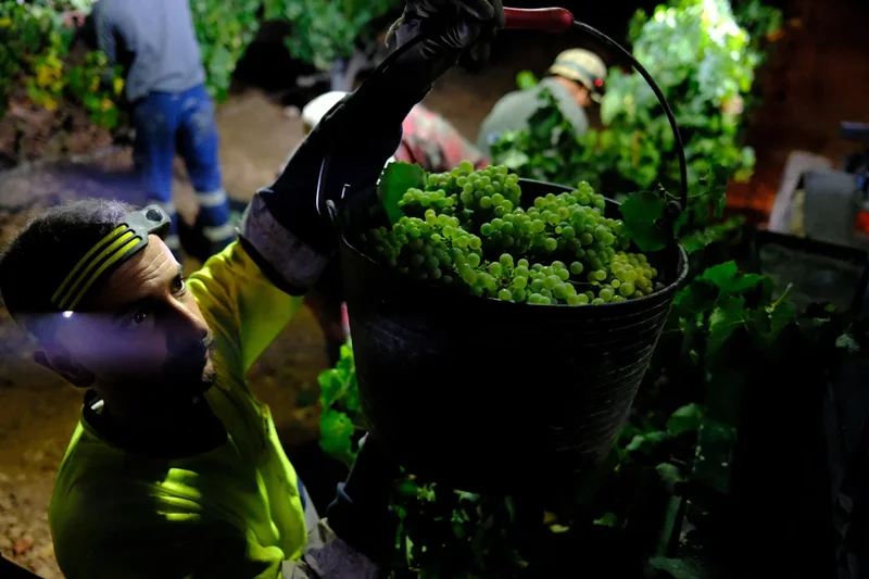 Europe heatwaves lead to record-early harvest at Catalan winery