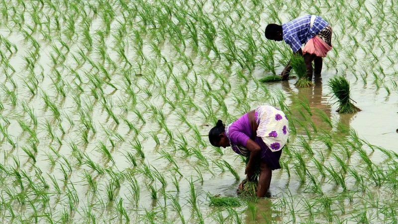 KAU warns farmers of rising crop disease risk amid heavy rains
