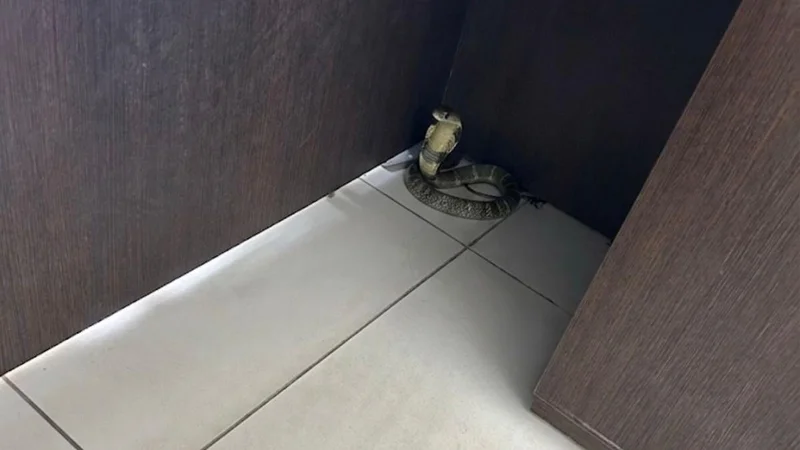 AI-generated images of snakes hamper rescue calls, diverts resources from legitimate requests