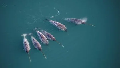 Narwhals Sport Iconic Straight, Spiraled Tusks. Scientists Just Uncovered Some of the Eye-Catching Feature's Structural Secrets