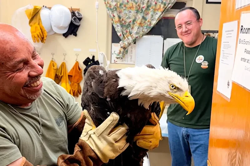California’s beloved bald eagle Jackie suffers health setback after suspected attack