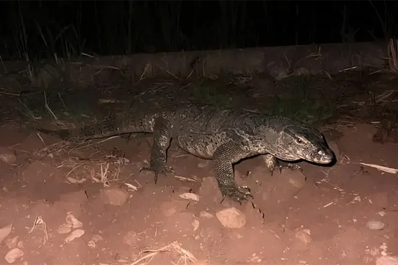 Urgent search for huge monitor lizard spotted in Italy 13,000km away from habitat