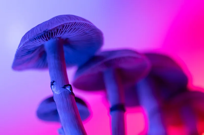 Can ‘magic mushrooms’ help treat cocaine dependence?
