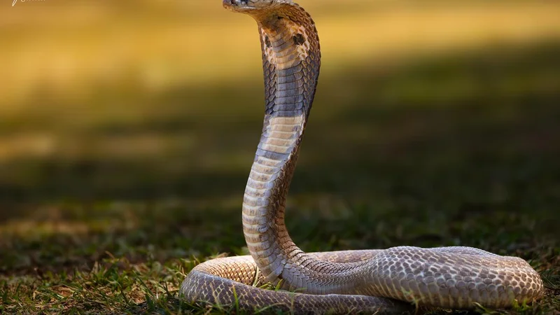 Students share innovative solutions for diagnosing and treating snakebite