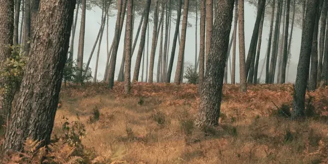 'The current drought and heatwave will have long-term consequences for France's forests'