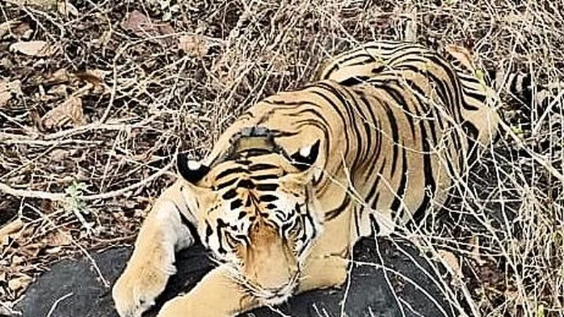 Tadoba tiger ‘Explorer’ returns to Andhra Pradesh in search of mate, territory