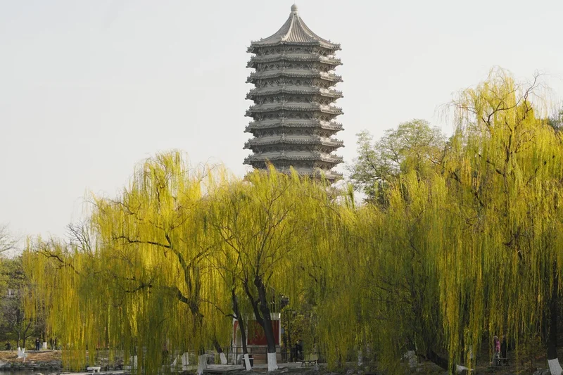 Chinese scientists identify trees that are worsening air quality across cities