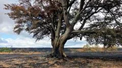 Wildlife and ancient trees destroyed by A31 wildfire