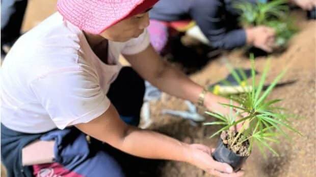 DENR enhancing rattan gene bank to support growing demand