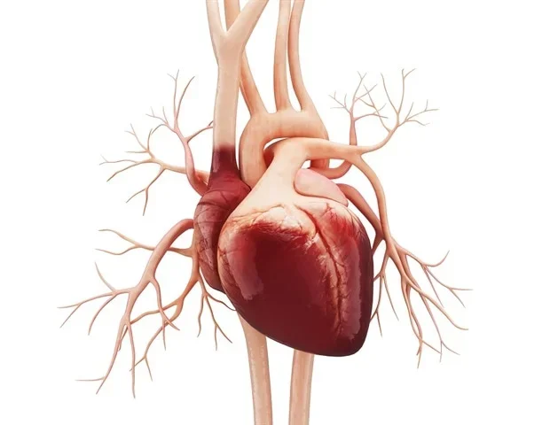 Spatial transcriptomics study elucidates cellular dynamics during heart transplant rejection