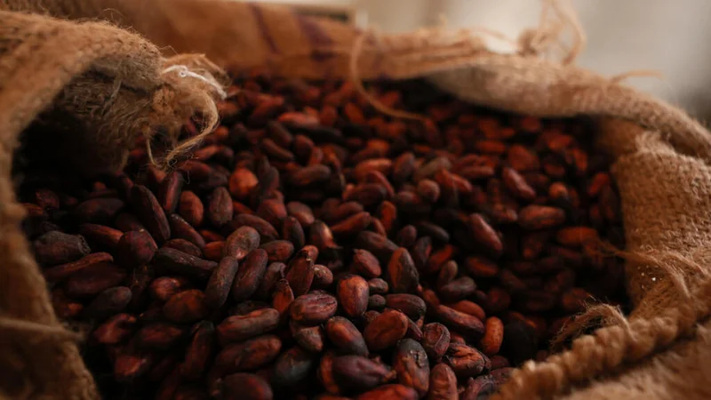Ghana's cocoa farmers at risk of 20-year prison sentence under new legislation