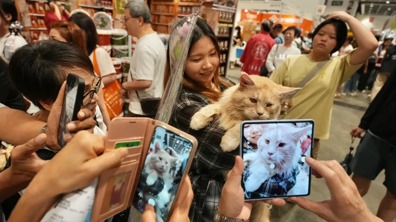 ‘Pets are meant to be spoiled’: Hong Kong cat owners spend big at feline expo