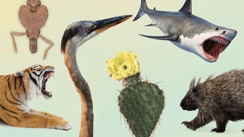Spikes, claws and stingers have no single best shape