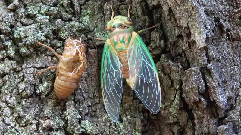 Silver-coated cicada wing amplifies molecular signals millions of times