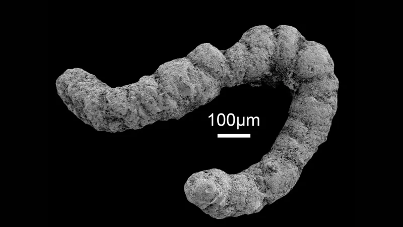 Poop made life on Earth possible. Yes, poop.